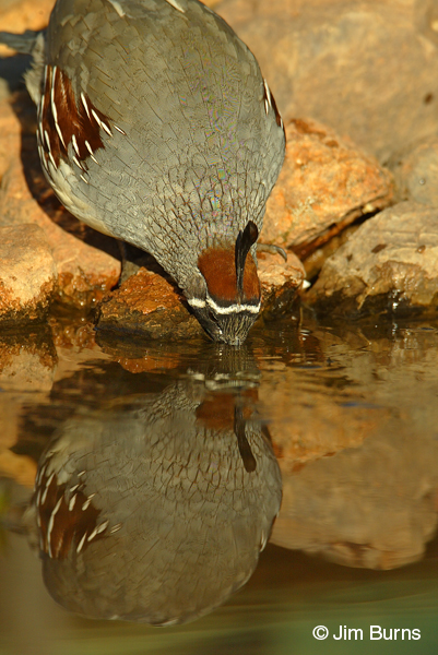 Gambel's Quail male drinking