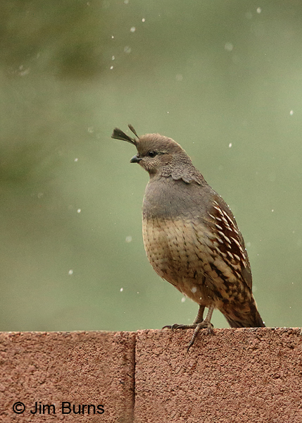 Gambel's Quail female in snow