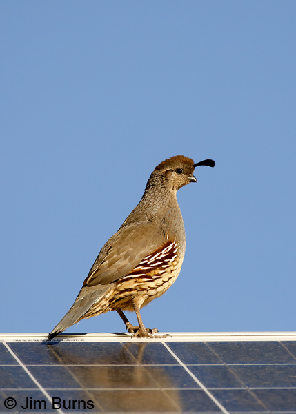 Gambel's Quail female on solar panels