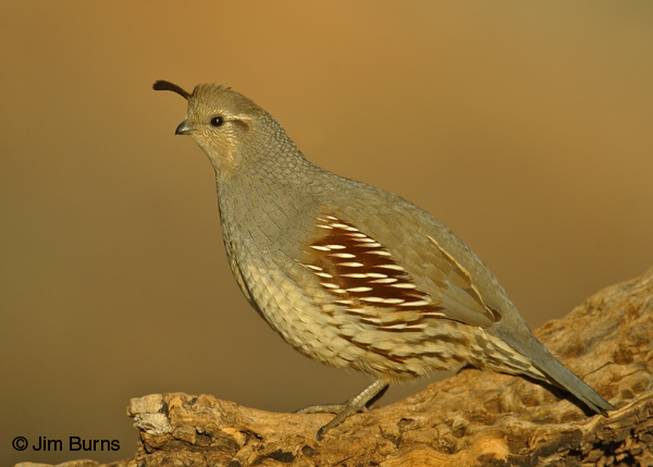 Gambel's Quail female