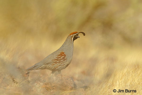 Gambel's Quail in habitat