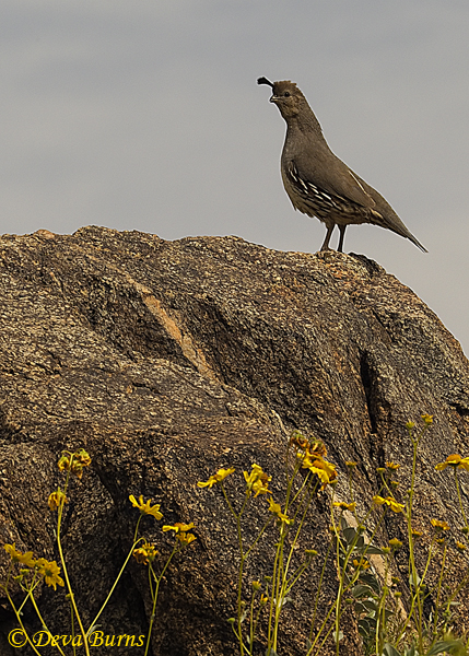 Gambel's Quail male, boulder, Brittlebush--0044