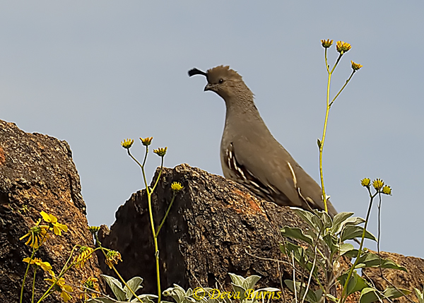 Gambel's Quail male in Brittlebush--0046
