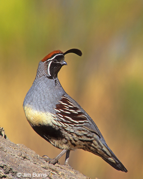 Gambel's Quail male