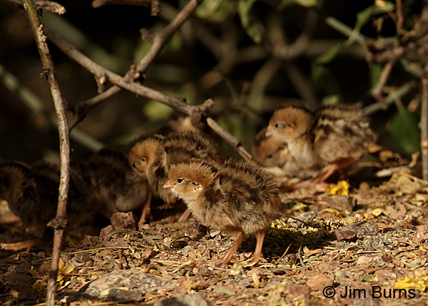 Gambel's Quail one day out of the egg