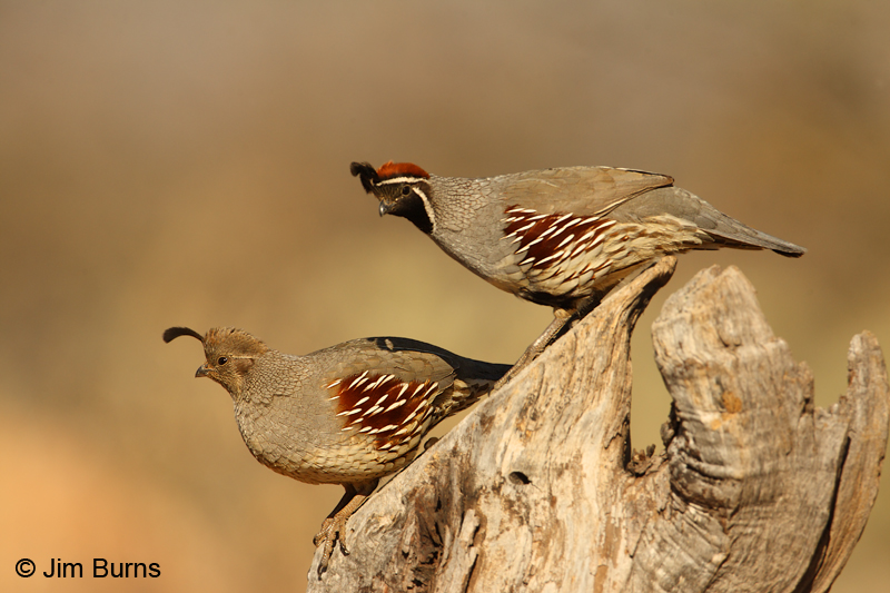 Gambel's Quail pair
