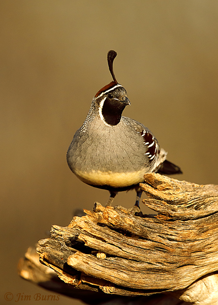 Gambel's Quail male--0162