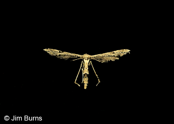 Geranium Plume Moth on black, Arizona