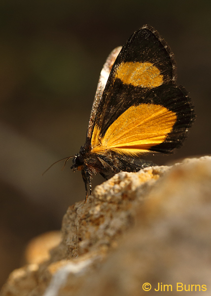 Gerra Sevorsa #2 underwing, Arizona--8811