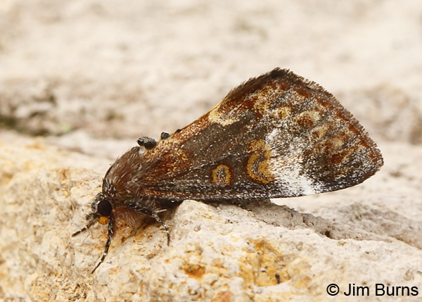 Gerra sevorsa lateral view, Arizona--8818