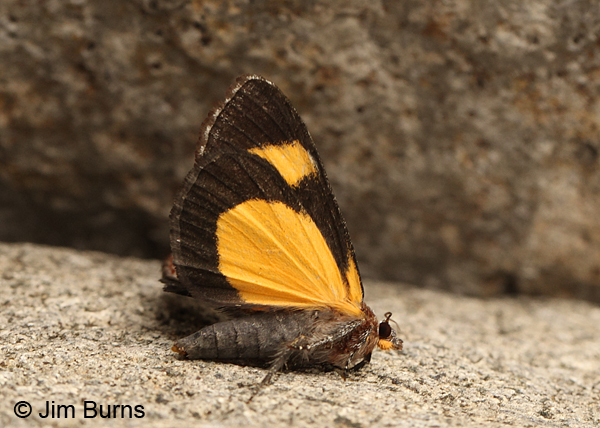 Gerra sevorsa underwing, Arizona