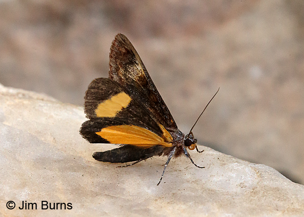 Gerra sevorsa underwings, Arizona
