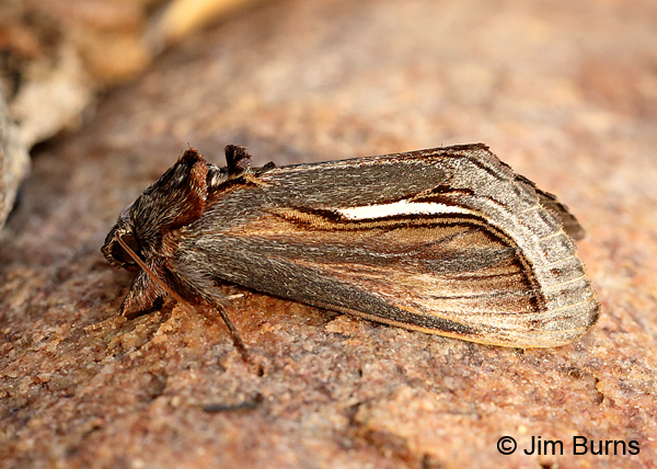 Gerrodes minatea, Arizona