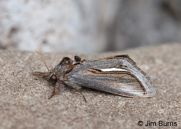 Gerrodes minatea #2, Arizona