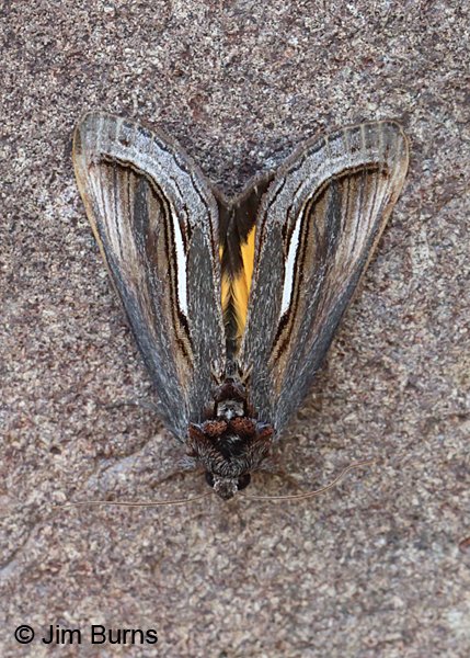 Gerrodes minatea dorsal view, Arizona