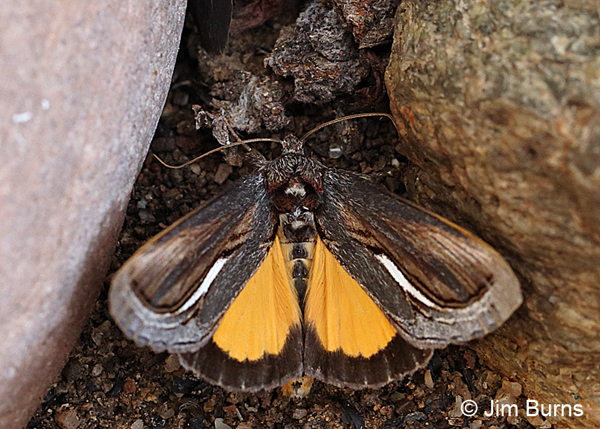 Gerrodes minatea hindwings, Arizona
