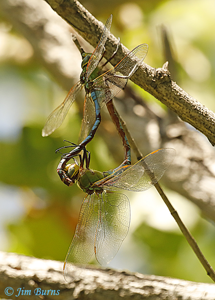 Giant Darner pair in wheel vertical, Maricopa Co., AZ, August 2019--5912