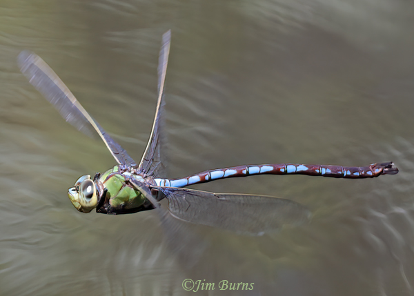 Giant Darner male in flight, Maricopa Co., AZ, August 2024--1864