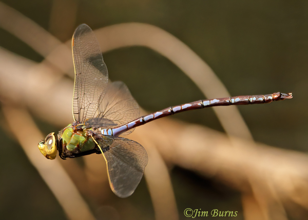 Giant Darner male in flight, Maricopa Co., AZ, June 2022--7464