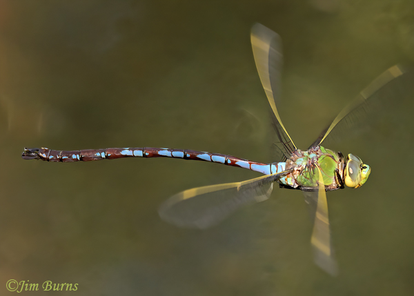 Giant Darner male in flight, Maricopa Co., AZ, June 2022--7525