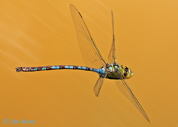 Giant Darner male, Maricopa Co., AZ, July 2021--9548