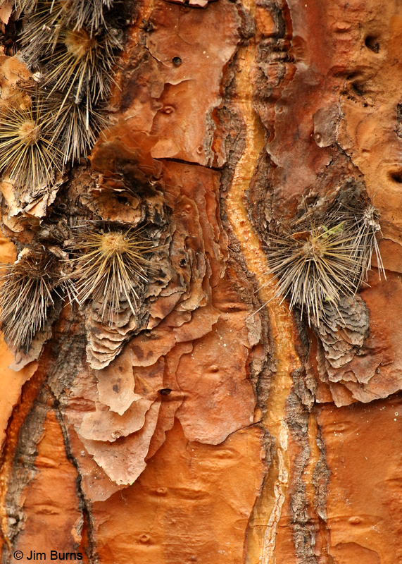 Giant Prickly Pear Cactus bark detail
