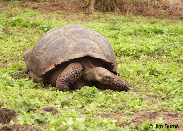 Giant Tortoise