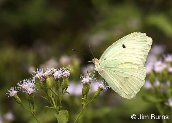 Giant White male, Texas