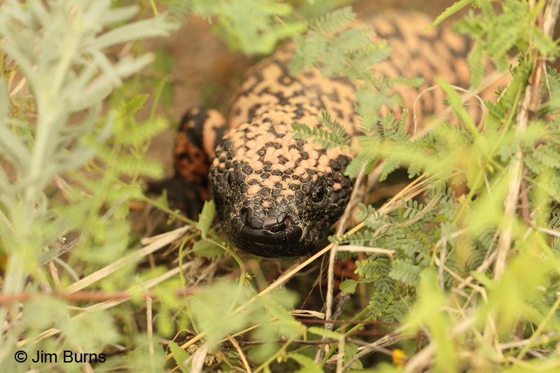 Gila Monster close-up