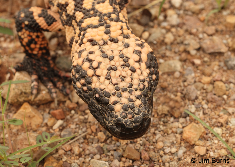 Gila Monster head shot