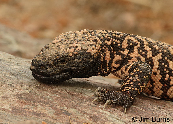 Gila Monster on rock
