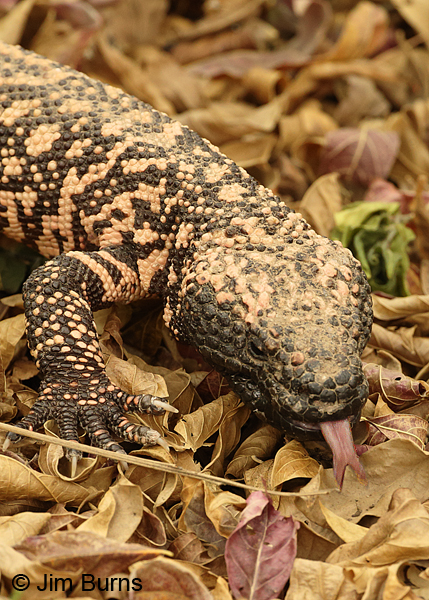 Gila Monster tongue & claw