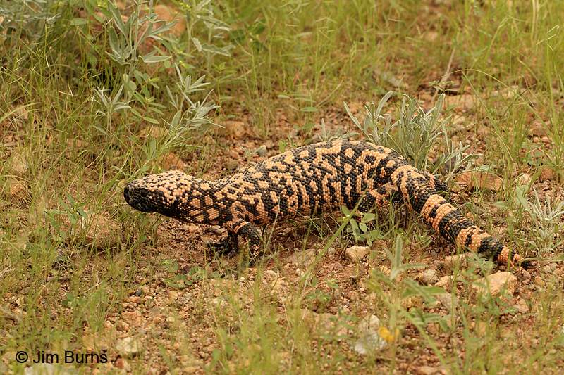 Gila Monster in grass