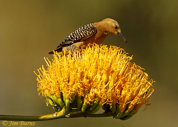 Gila Woodpecker female feeding at Century Plant--4010