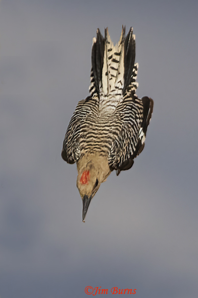Gila Woodpecker--- 2717