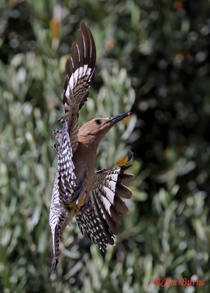 Gila Woodpecker male coming to nest with insect--0554