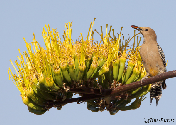 Gila Woodpecker female with berries on Century Plant--1287