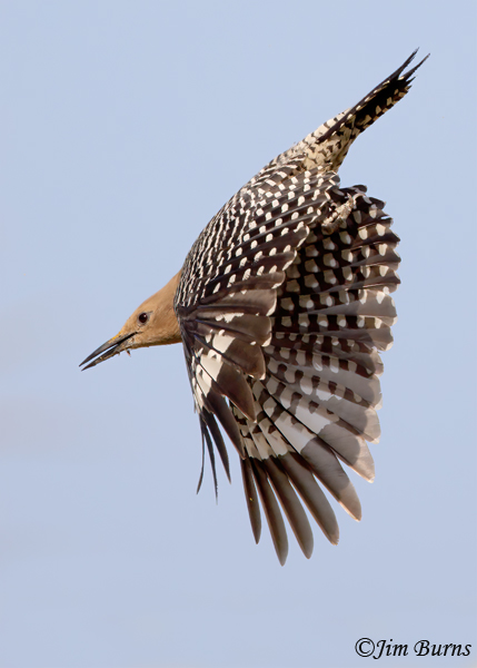Gila Woodpecker female diving--1305--2