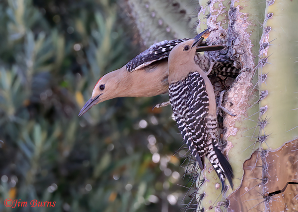 Gila Woodpecker comings and goings at Saguaro cavity--1954