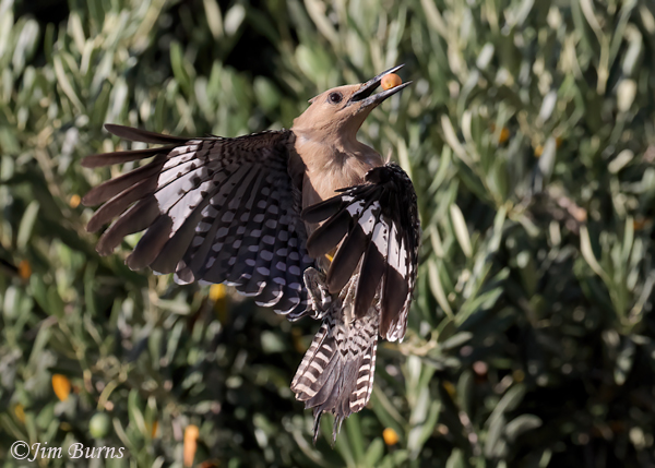 Gila Woodpecker female coming to nest with berry--2280