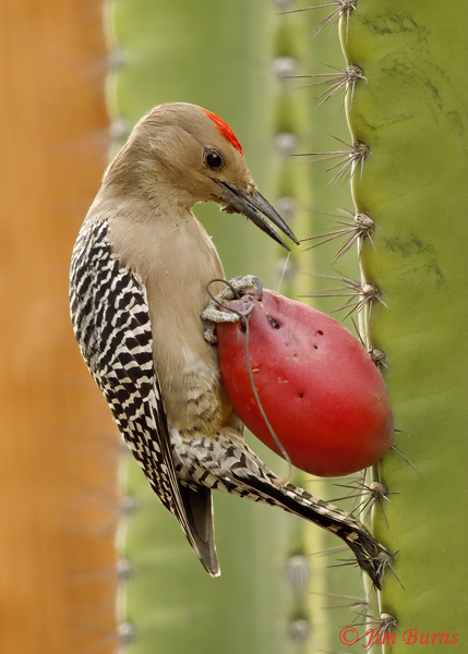 Gila Woodpecker male feeding on Night-blooming Cereus Cactus--2786