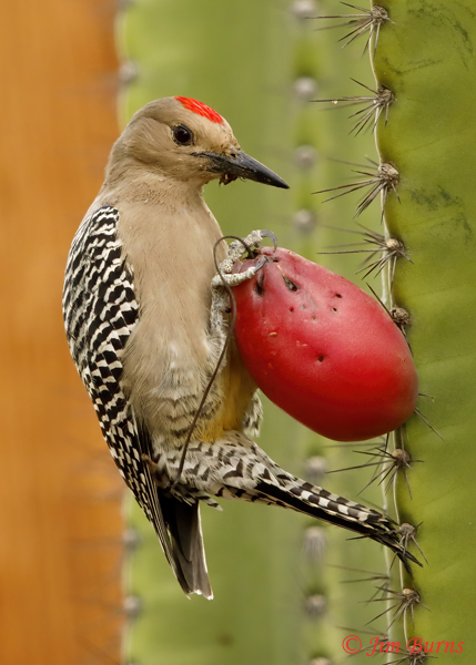 Gila Woodpecker male on Night-blooming Cereus Cactus--2842