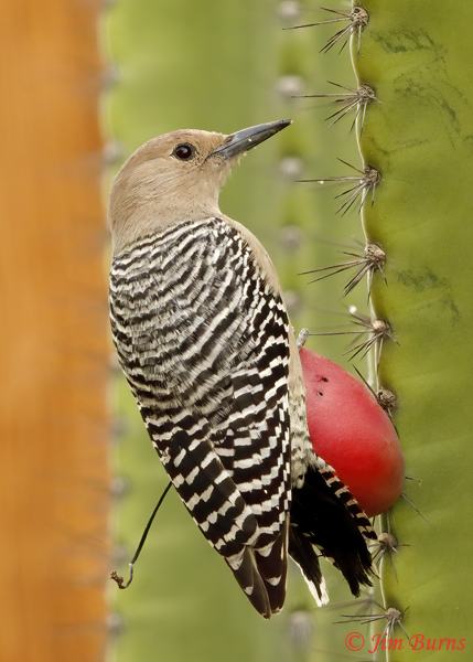 Gila Woodpecker female on Night-blooming Cereus Cactus--2853
