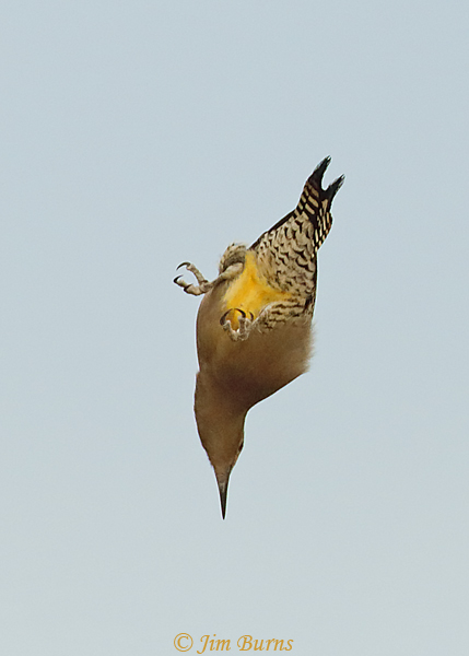 Gila Woodpecker male showing yellow belly #2--3250