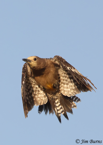 Gila Woodpecker female with pollen on face--3929