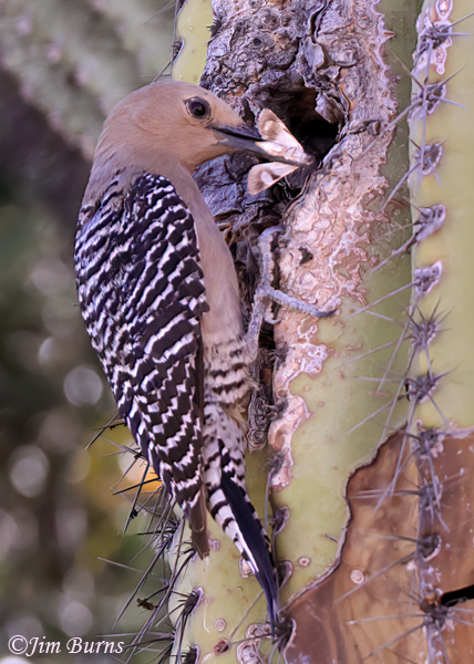 Gila Woodpecker female at nest nest with moth--4419