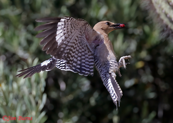 Gila Woodpecker female coming to nest with Saguaro fruit--5227