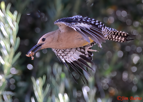 Gila Woodpecker male removing fecal sac from nest #2--5554