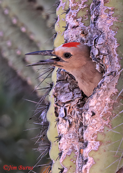 Gila Woodpecker male at Saguaro cavity--5672