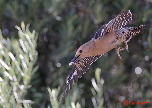 Gila Woodpecker male removing fecal sac from nest #3--5707